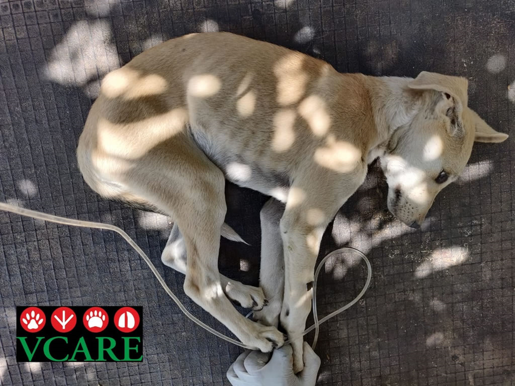 Vadodara Centre for Animal Rescue & Emergency (VCARE)